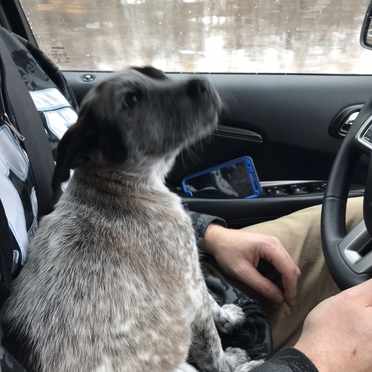 Dog