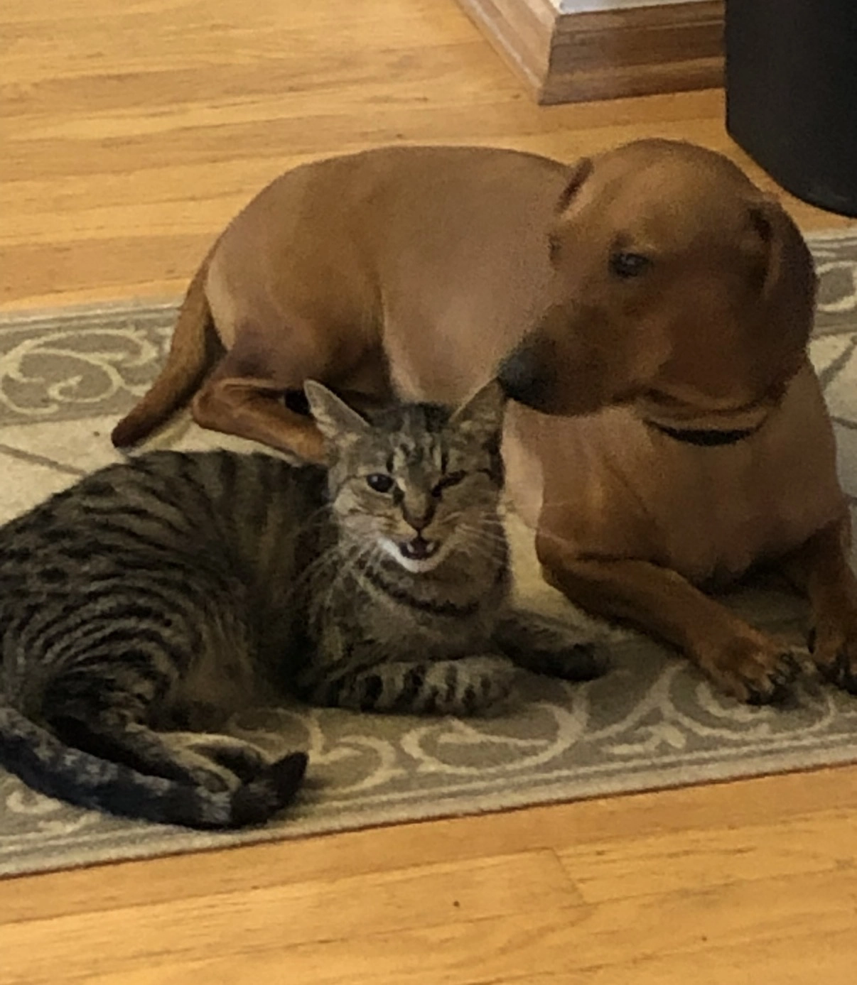 A cat and a dog
